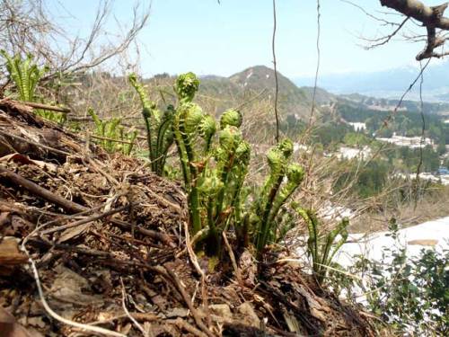 雪が消えた斜面から姿を現したコゴミ