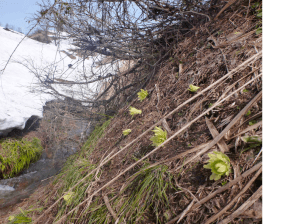 120412フキノトウ