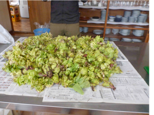 130412フキノトウ山盛り