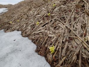 雪が消えた直後に出てきたフキノトウ